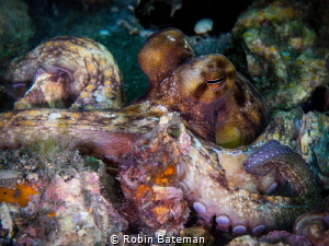 Blue Heron Bridge Octo Eyes by Robin Bateman 